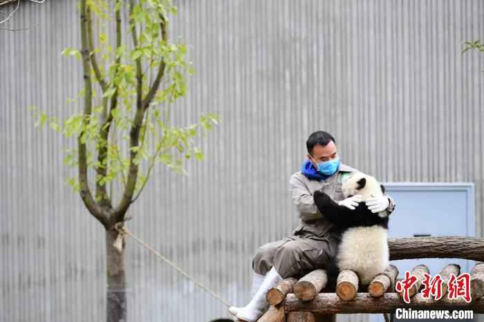  中国大熊猫保护研究中心：疫情对圈养大熊猫的繁育间接影响较大